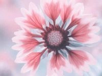 birthday wishes for teacher