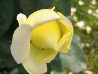 A thing of beauty is a joy forever poem