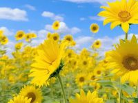 best luck exam wishes