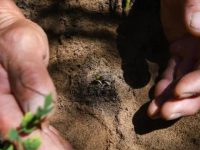 world soil day quotes