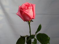 romantic rose day quotes