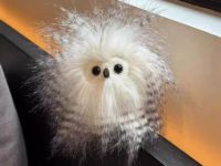 happy holi wish for friends