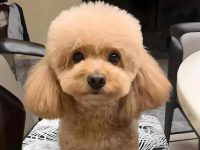 teddy day quotes for love