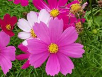 quotes on flowers and nature