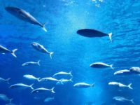 world oceans day quotes