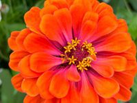 Flower beauty quotes