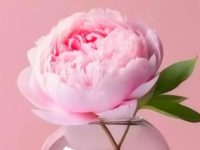 Aesthetic birthday wishes for best friend