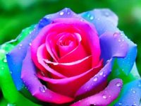 short quotes for flowers